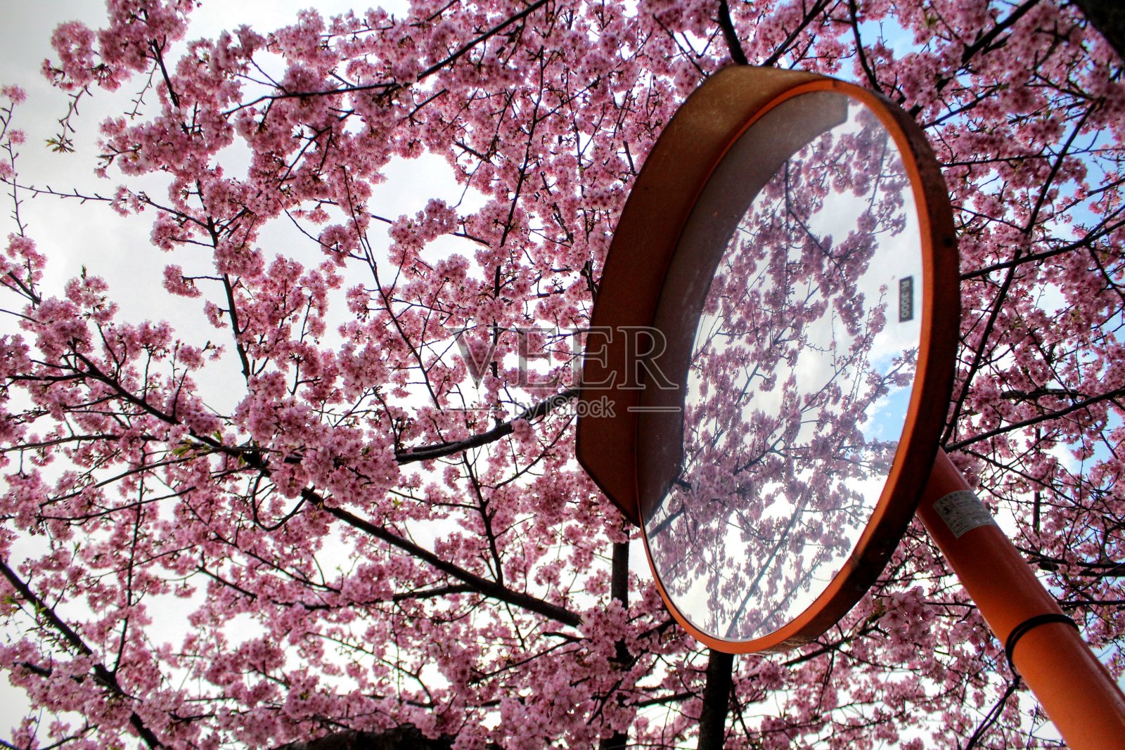 曲面镜和樱花照片摄影图片