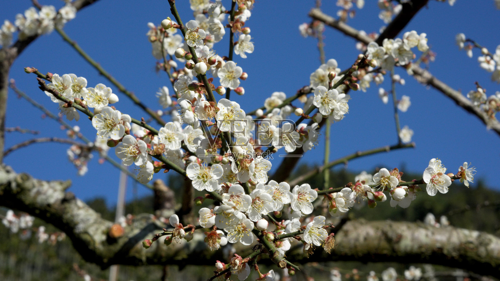 7、白梅盛开，招引蜜蜂采蜜，碧空蓝天。照片摄影图片