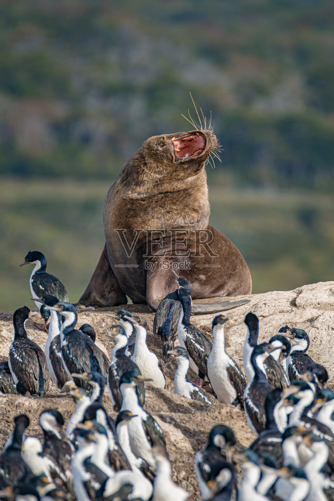 阿根廷乌斯怀亚附近的巴塔哥尼亚的比格尔海峡岛屿上，大头发的南美海狮和鸬鹚王的繁殖地照片摄影图片