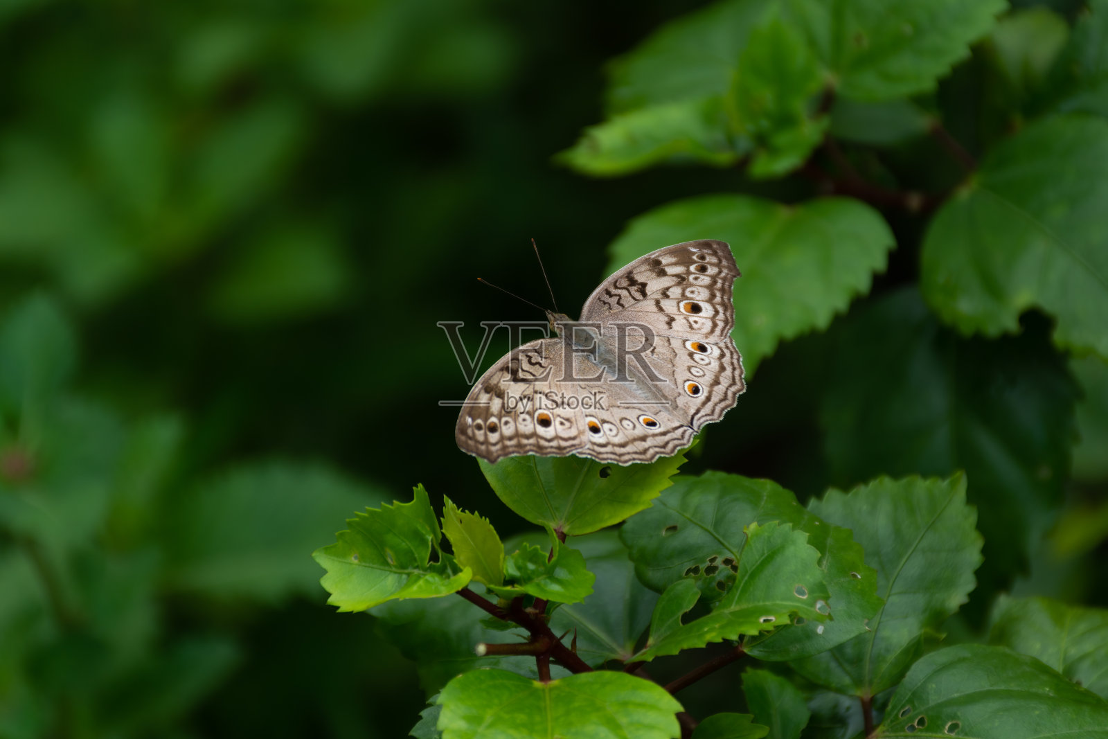 灰色三色堇栖息在一片叶子上，展开翅膀照片摄影图片