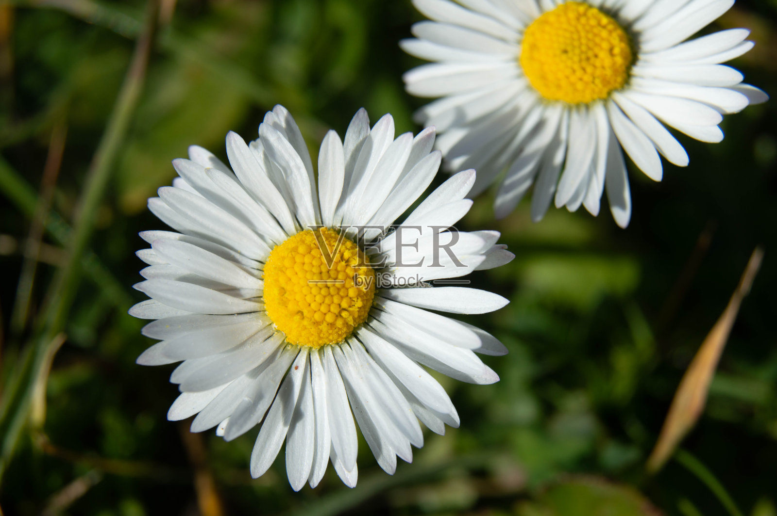 黛西场照片摄影图片