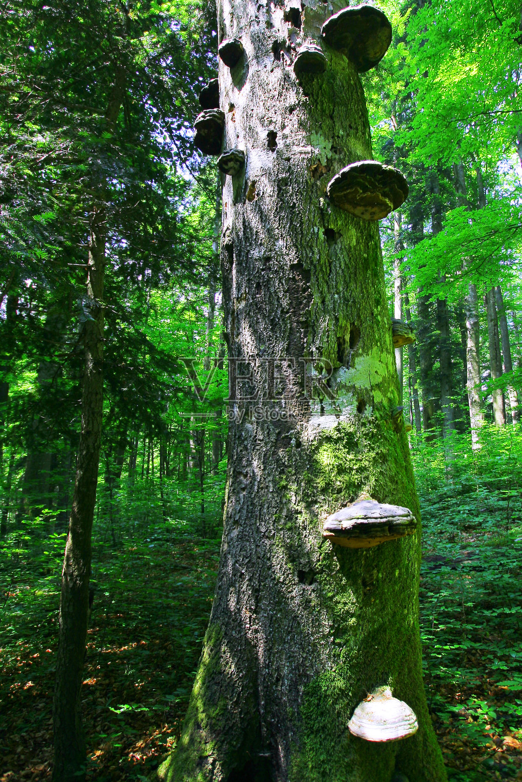原始森林照片摄影图片
