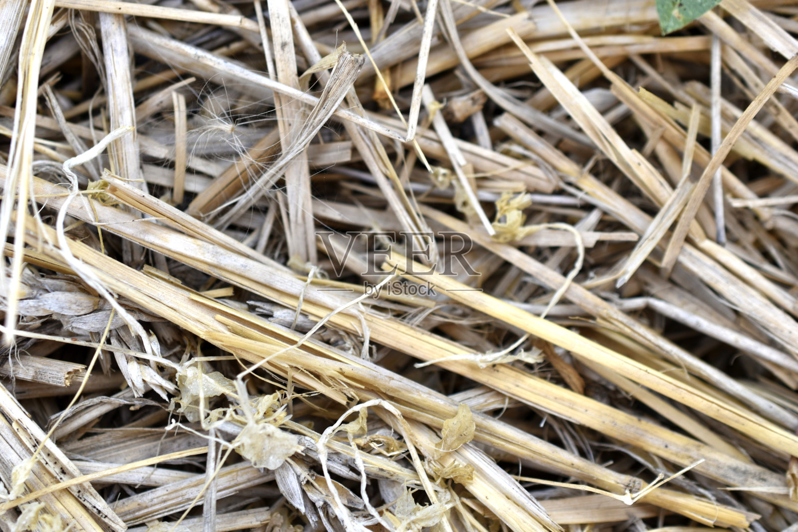 黄色的大麦秸明亮的接近照片摄影图片