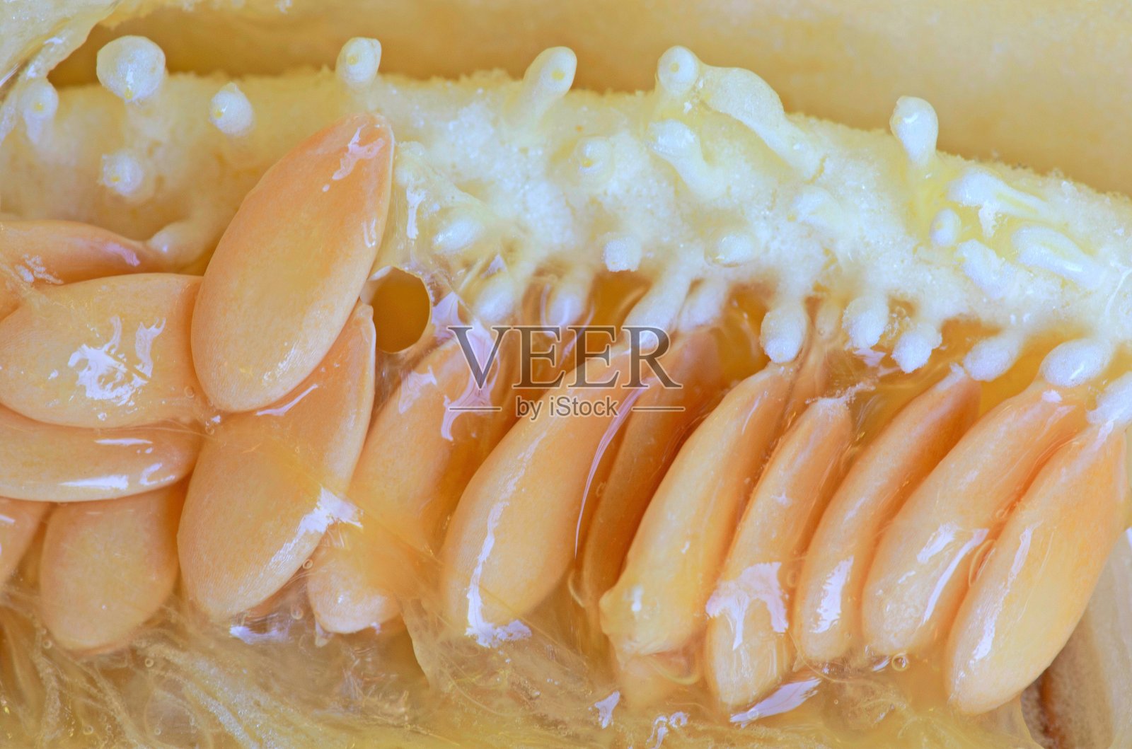 哈密瓜的种子。照片摄影图片