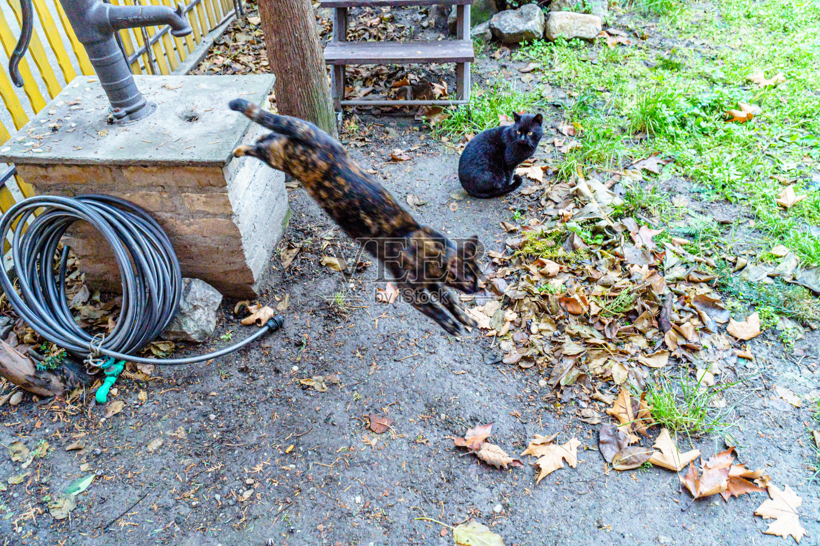 家猫在后院玩耍。照片摄影图片