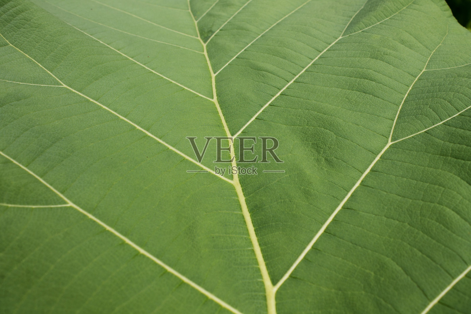 柚木叶结构照片摄影图片