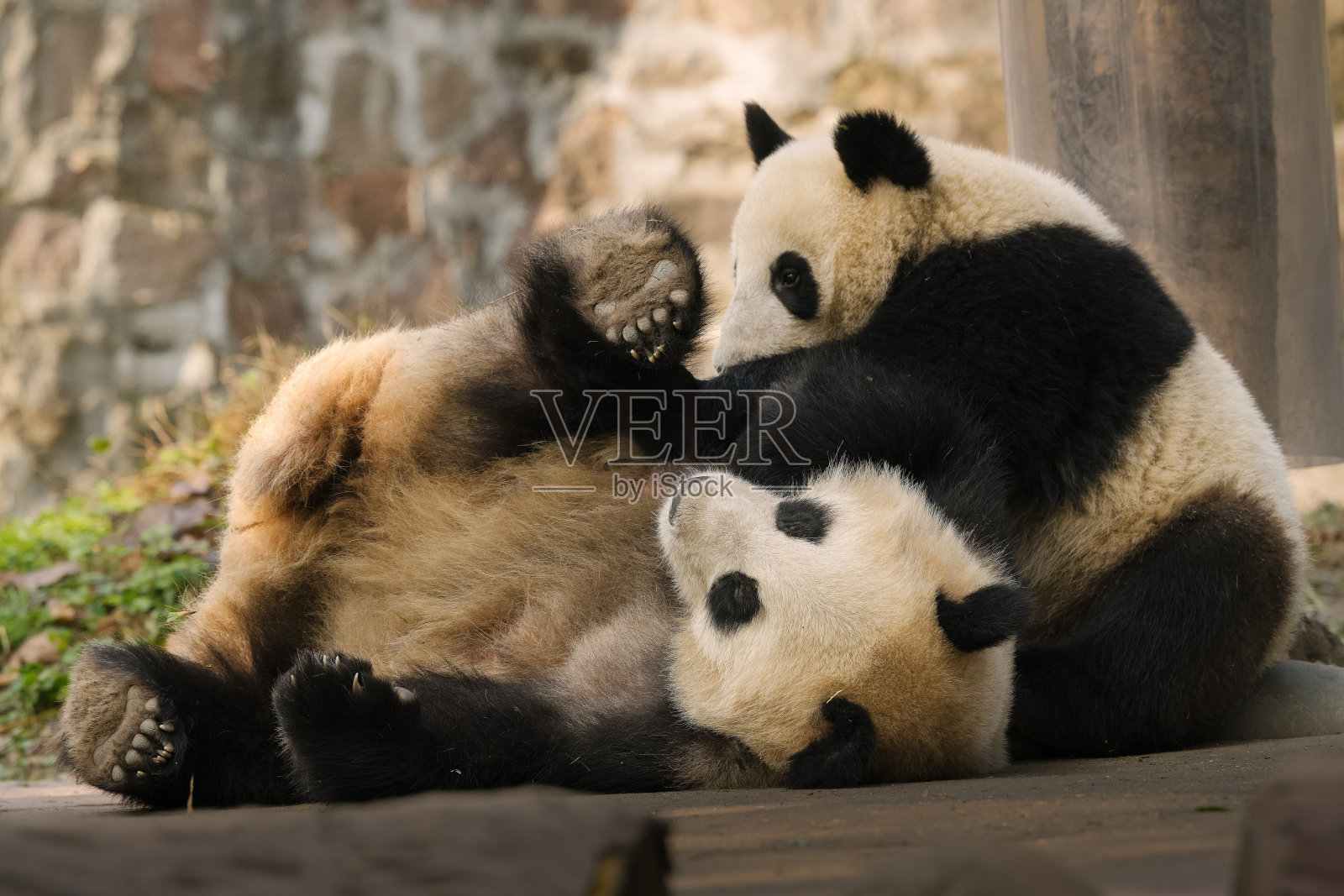 两只成都大熊猫在打架照片摄影图片