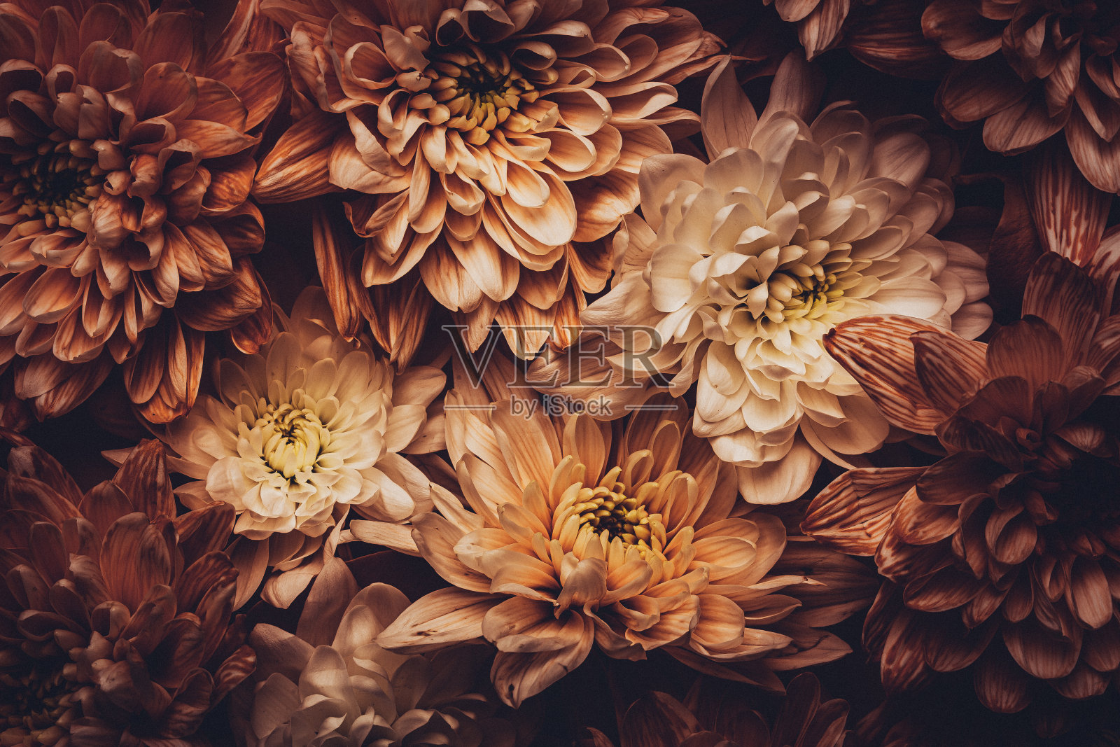 大丽花的背景照片摄影图片