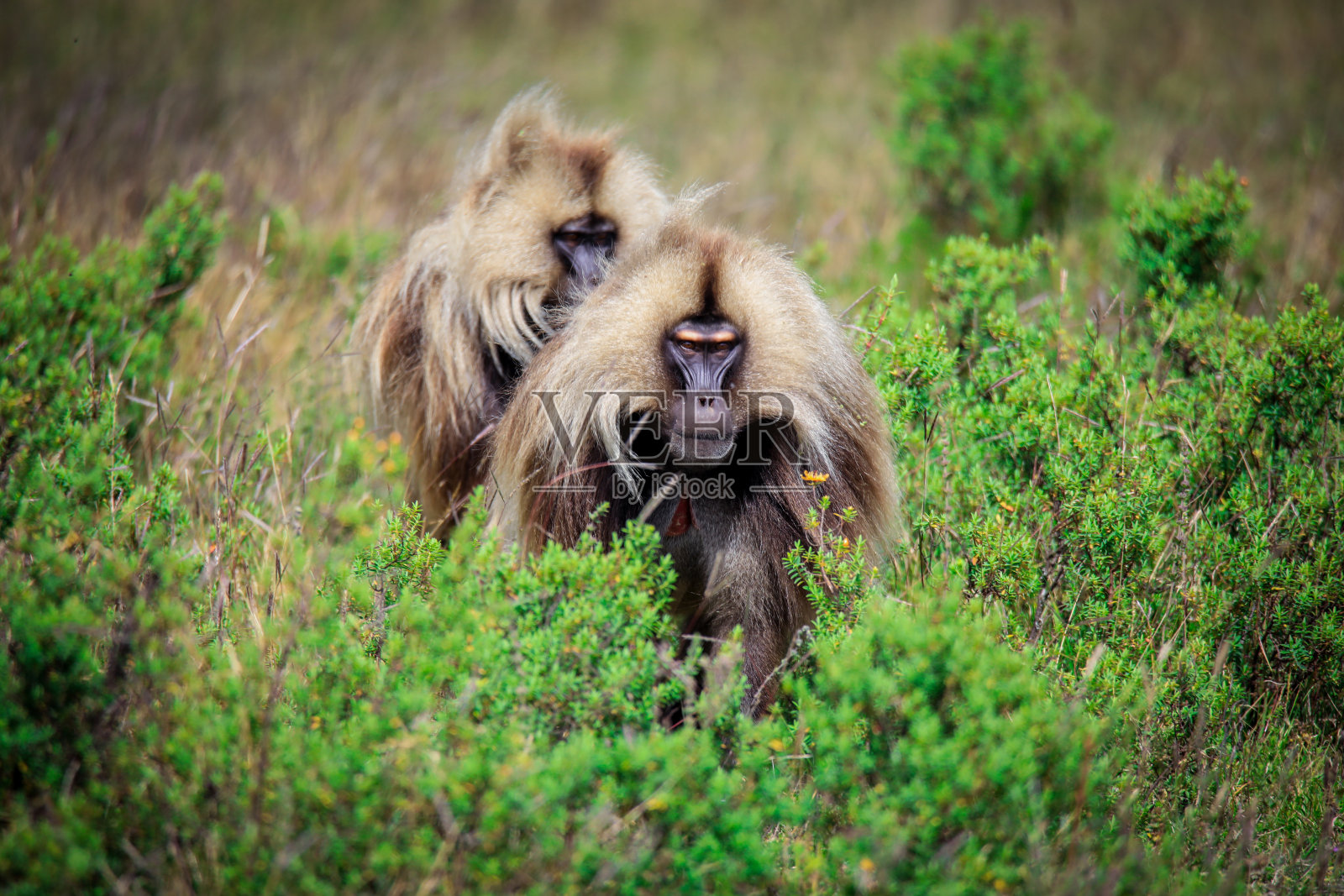 当地的狒狒在泗面山吃着青草照片摄影图片