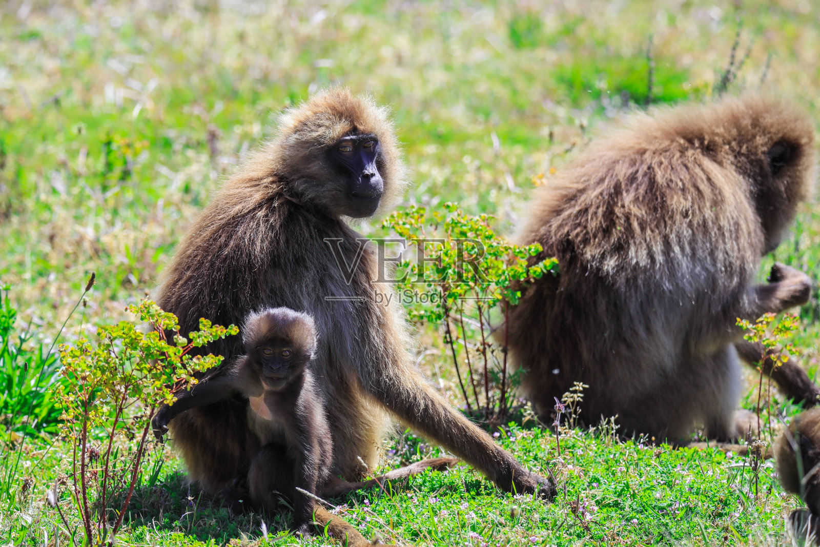 图片地方性的狒狒宝宝生活在埃塞俄比亚高地只有照片摄影图片