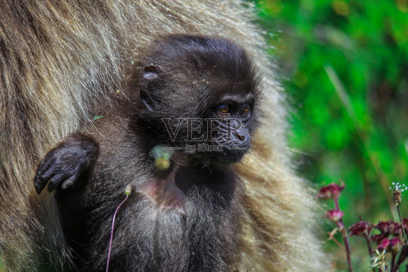 图片地方性的狒狒宝宝生活在埃塞俄比亚高地只有照片摄影图片