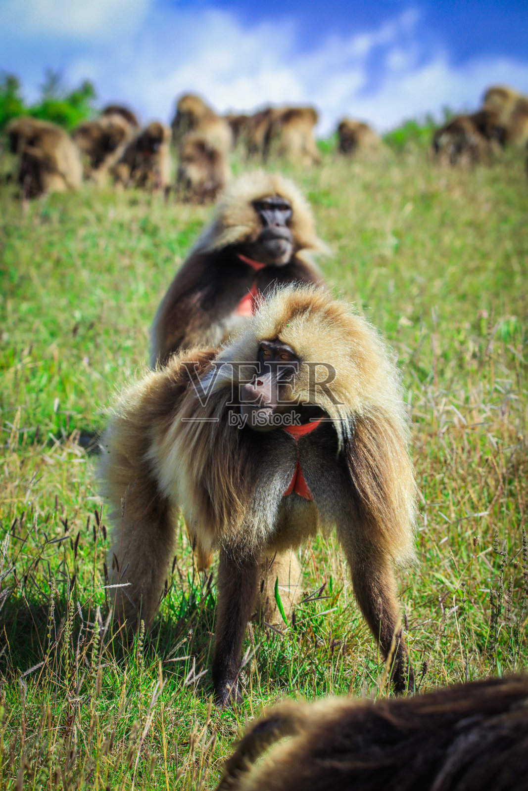 当地的狒狒在泗面山吃着青草照片摄影图片