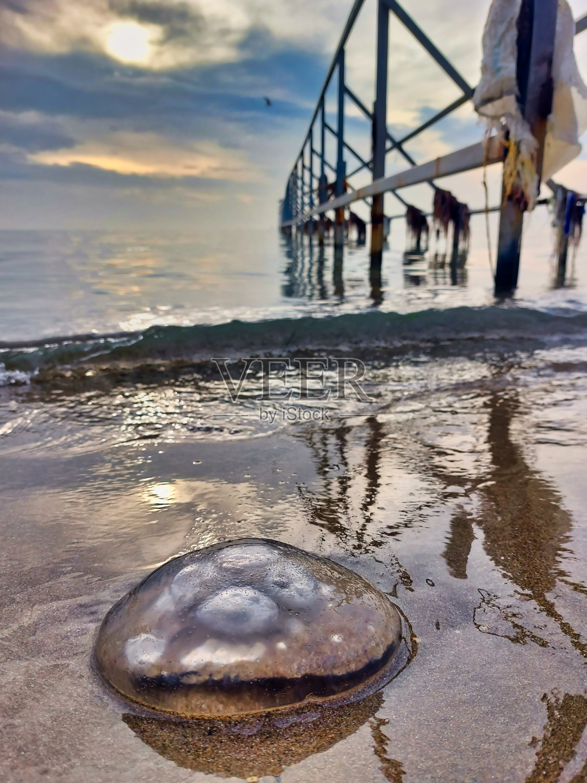 海蜇在岸上的特写镜头，后面是废弃的框架照片摄影图片