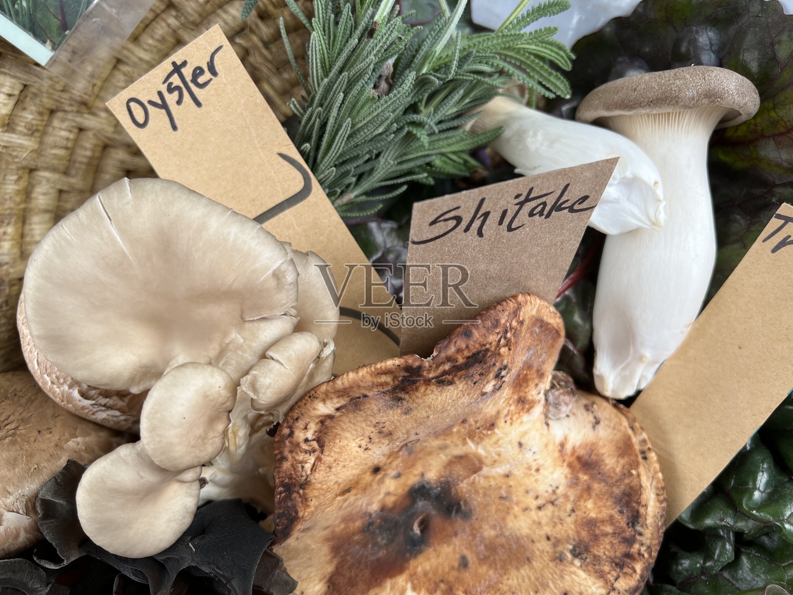 香菇照片摄影图片