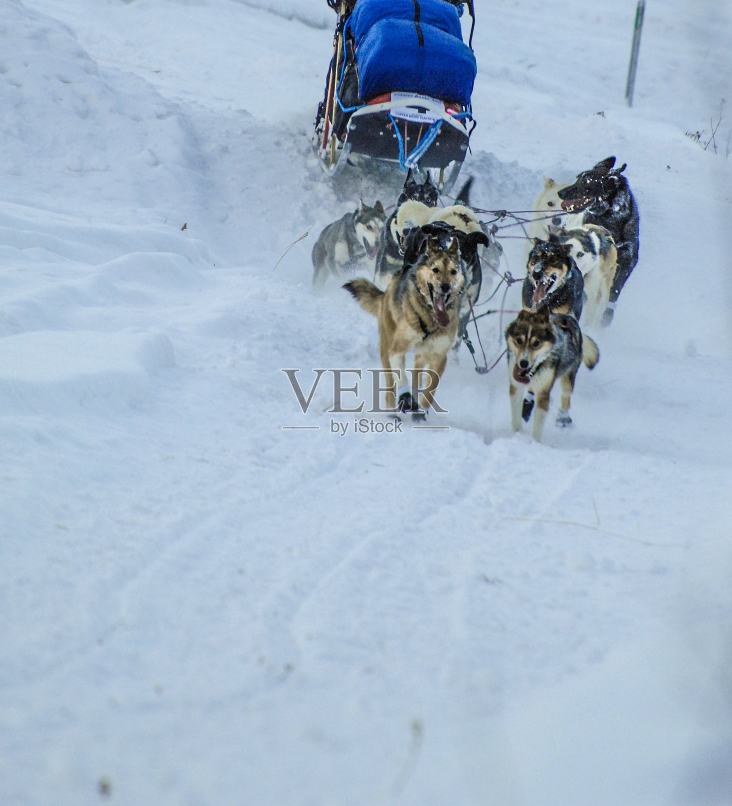 雪橇犬-阿拉斯加雪橇犬照片摄影图片