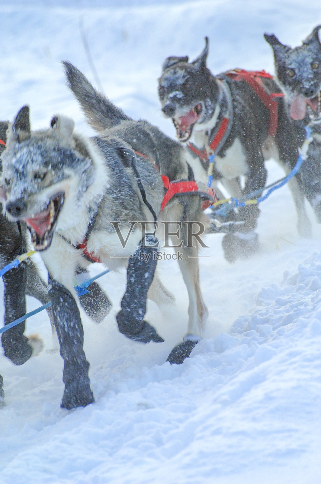 雪橇犬-阿拉斯加雪橇犬照片摄影图片