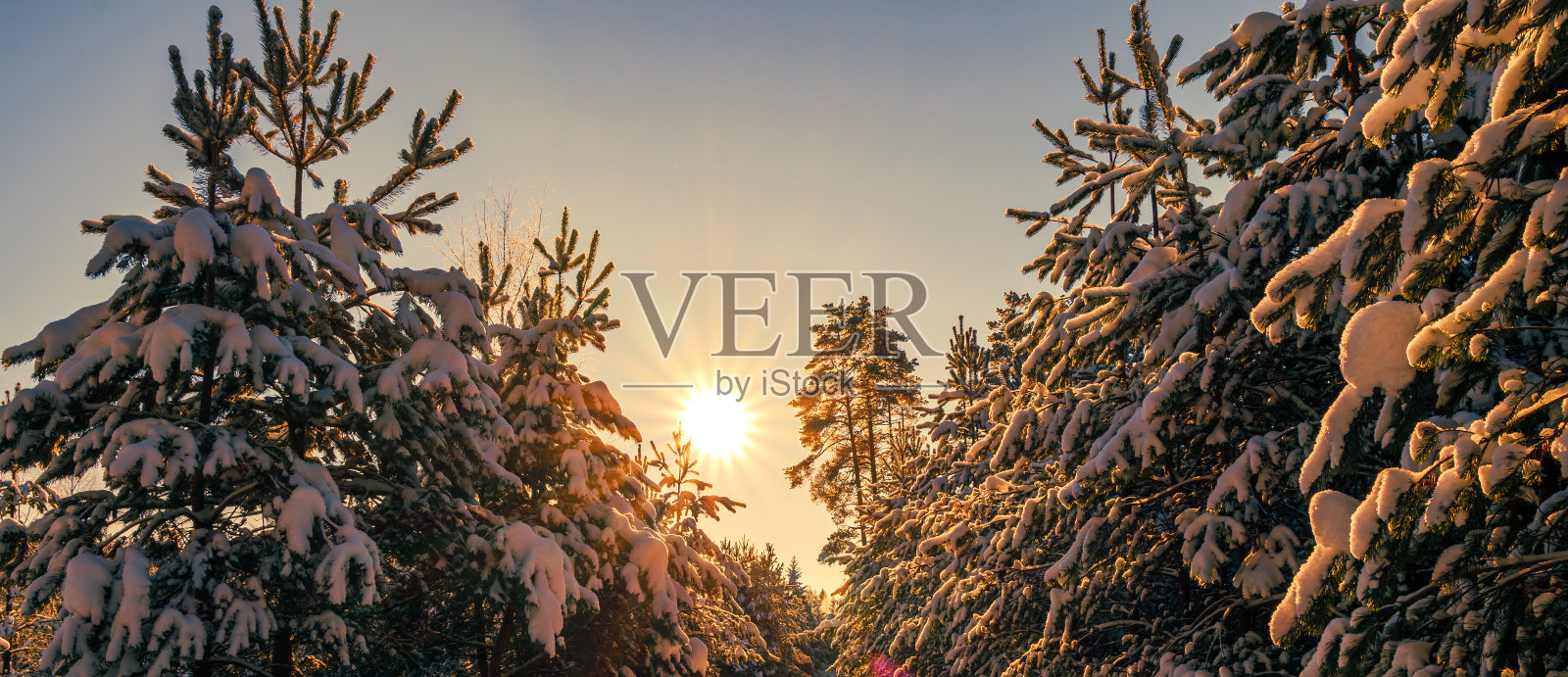 美丽的冬季景观，森林里的树木被白雪覆盖照片摄影图片