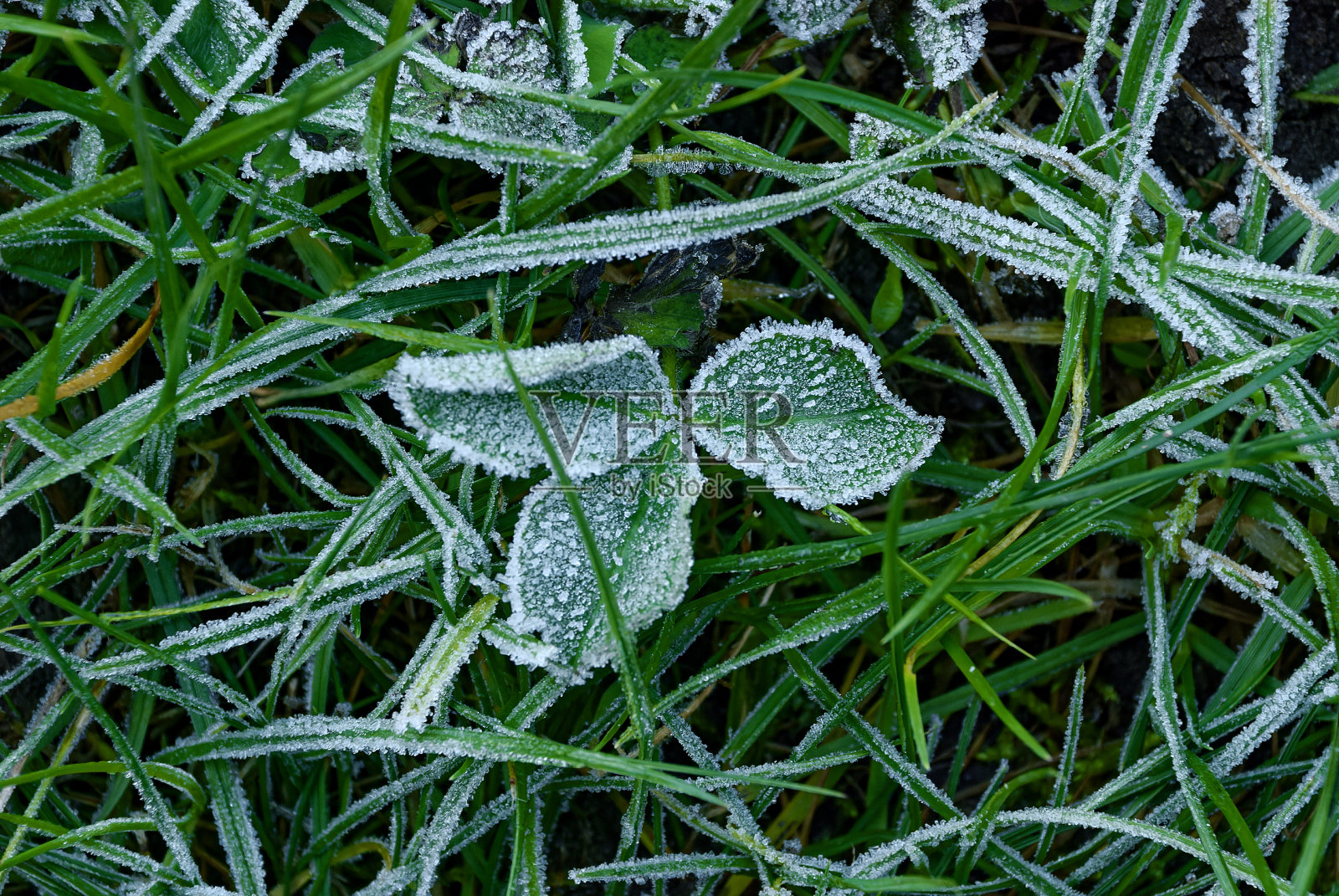 一朵三叶草上的白霜照片摄影图片