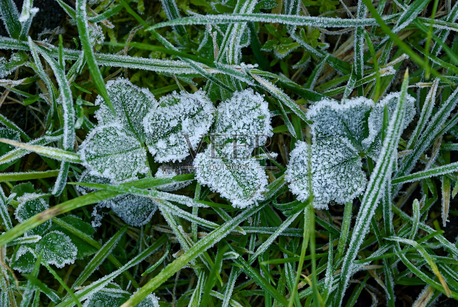 三叶草在霜照片摄影图片