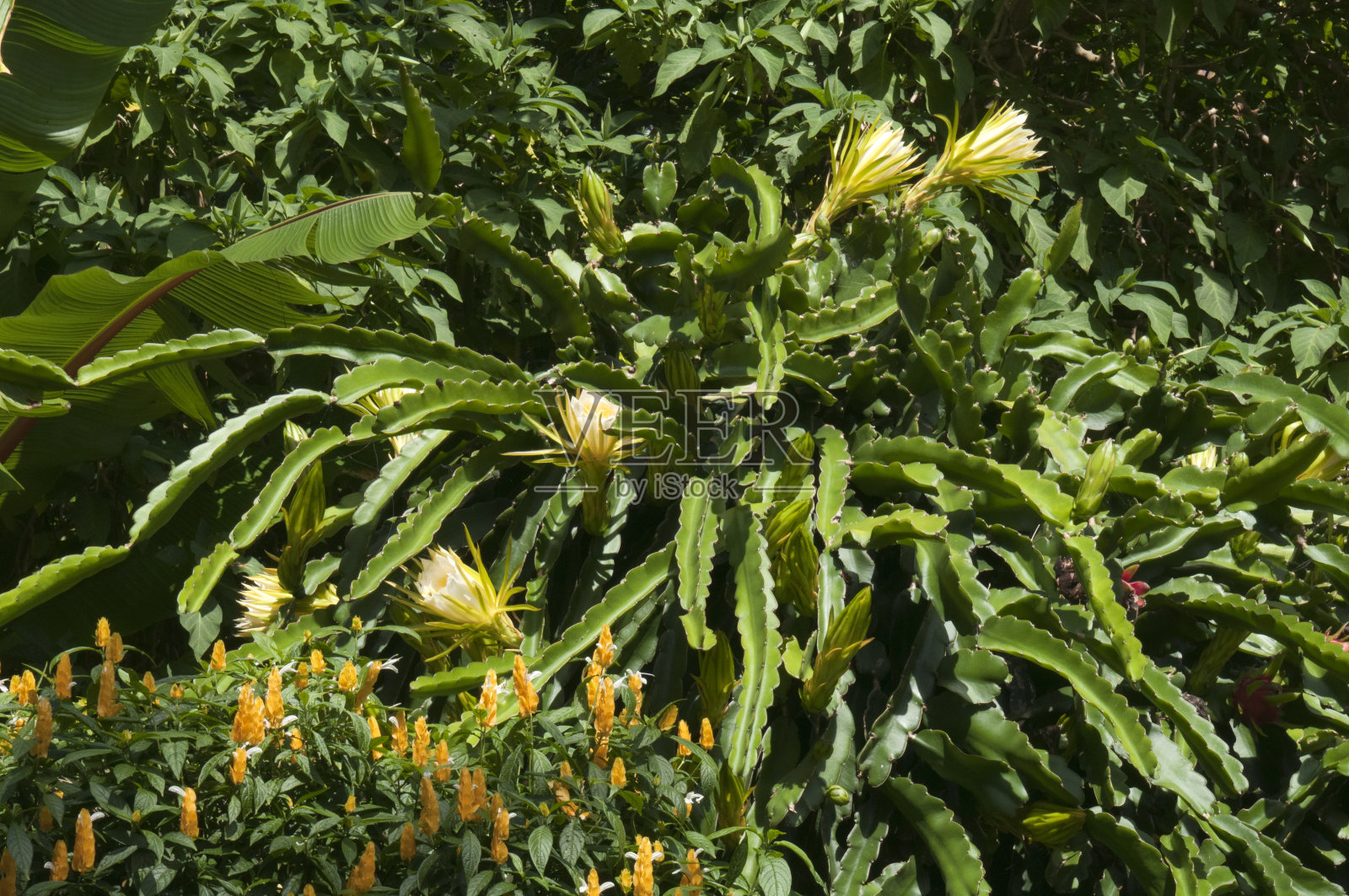 园中开花龙果植物照片摄影图片