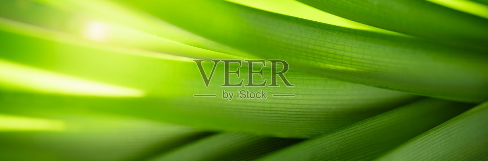 摘要模糊的绿叶自然利用天然植物作为背景，生态封面的概念。照片摄影图片