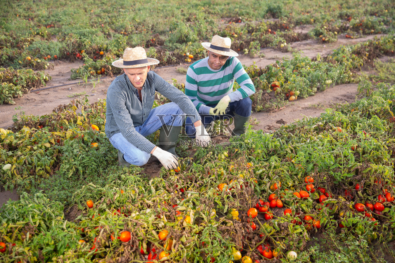 沮丧的农民在田里检查受损的番茄照片摄影图片