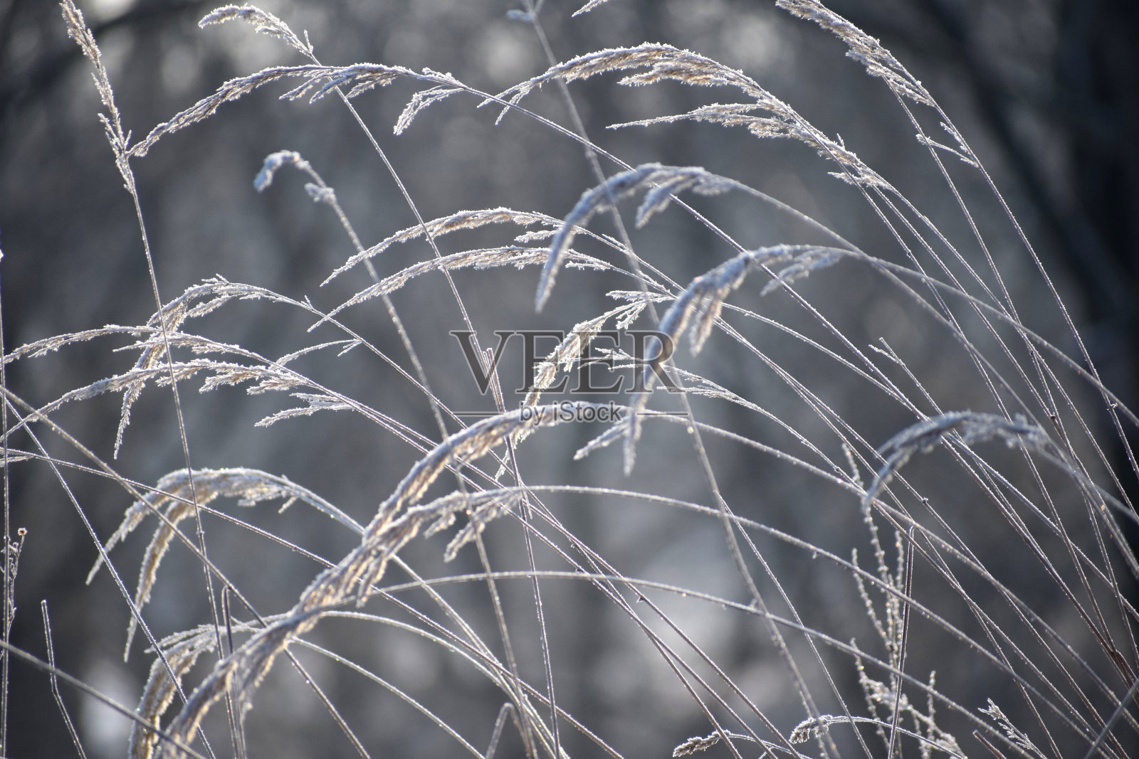 冷淡的植物照片摄影图片
