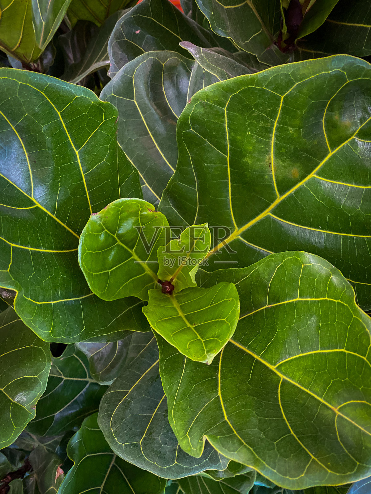 小提琴无花果的叶子照片摄影图片
