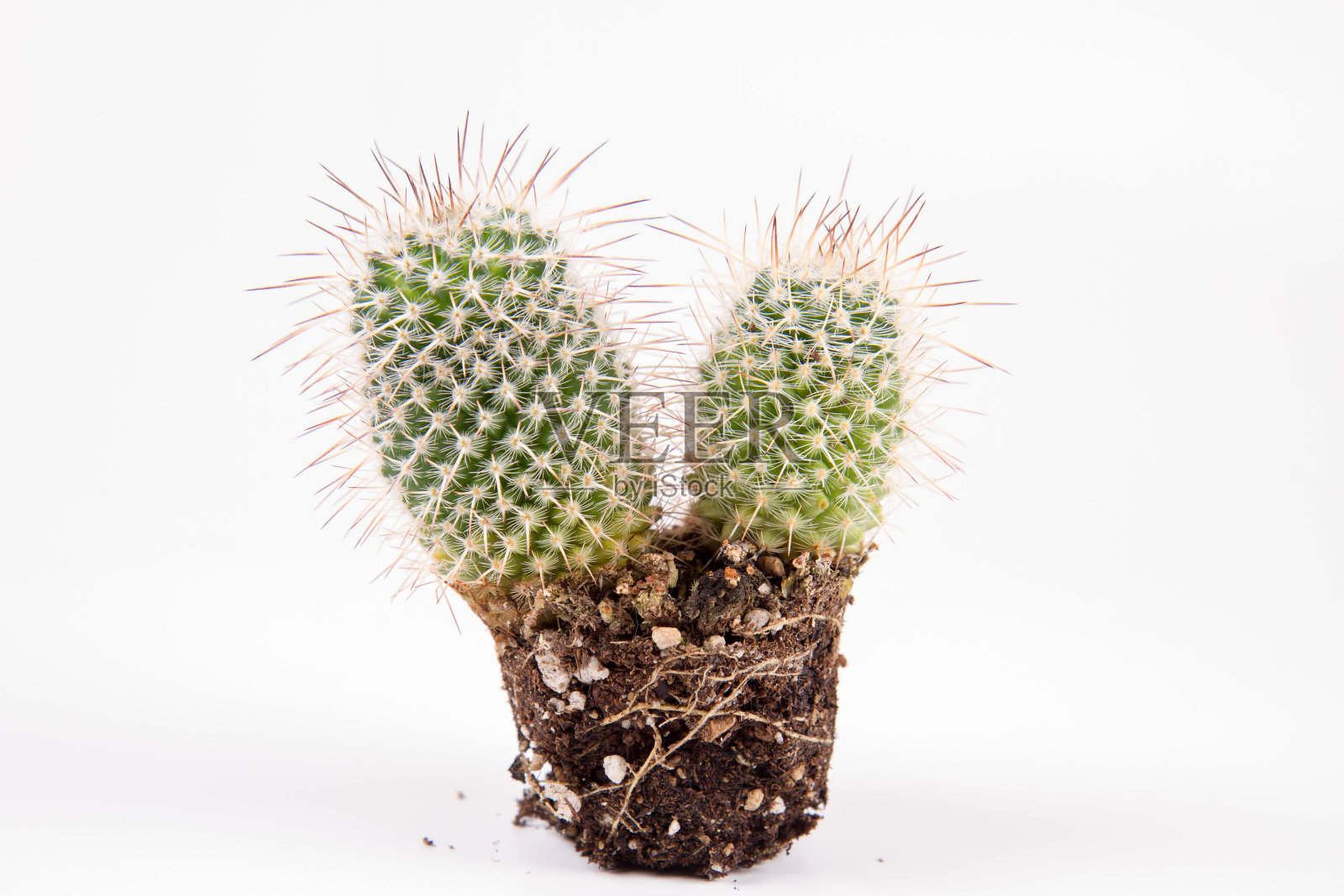 仙人掌的植物照片摄影图片