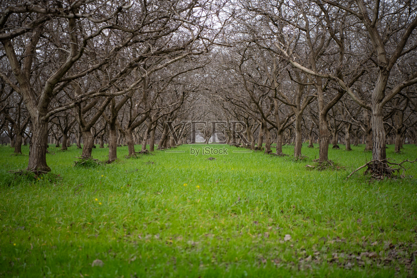 休眠核桃园照片摄影图片