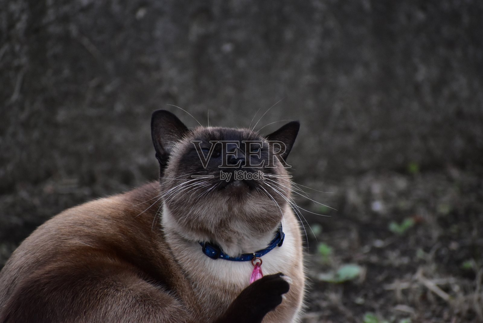 猫的肖像照片摄影图片