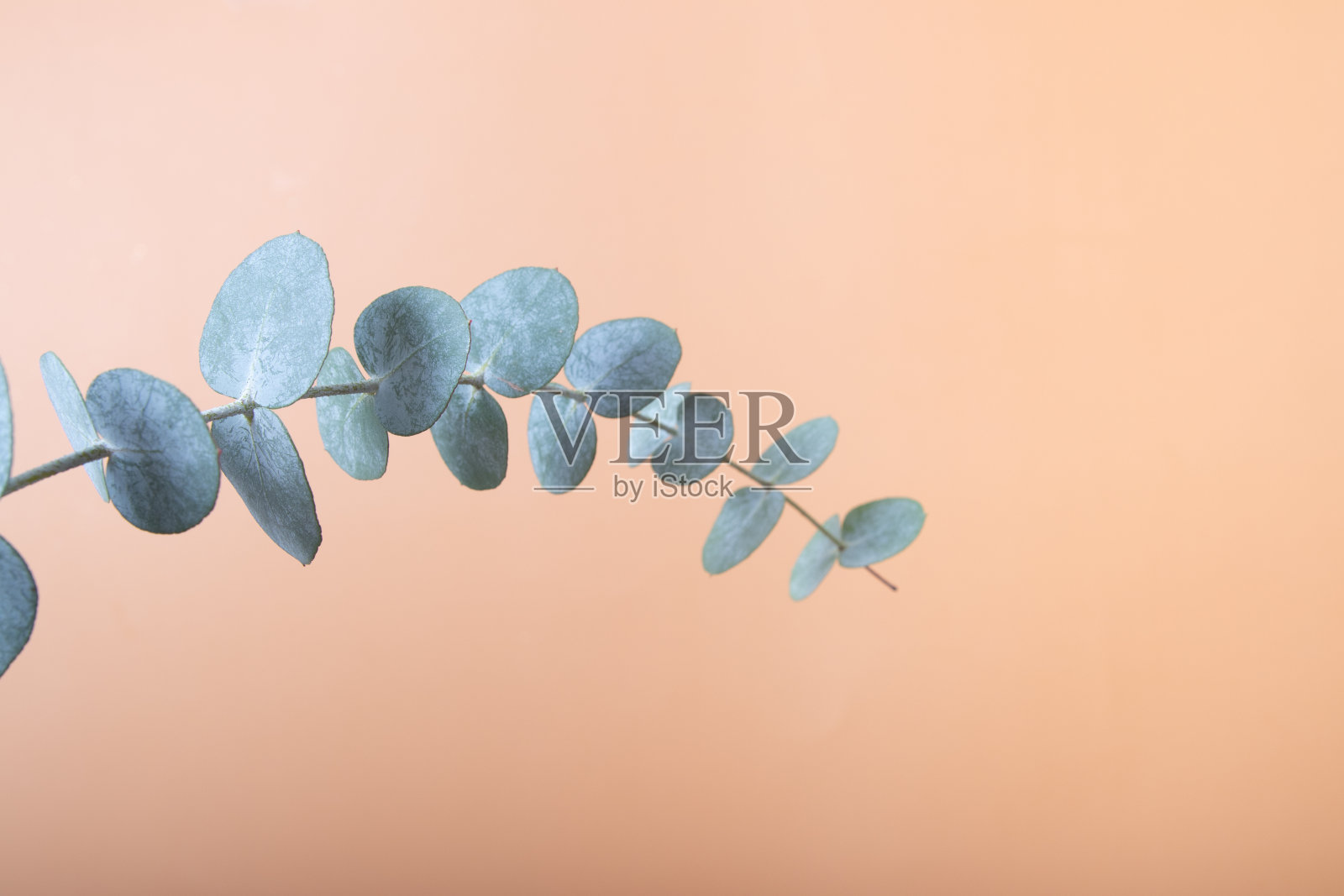 桉树叶子在彩色的背景上。蓝色绿色的叶子在树枝上抽象的自然背景或海报照片摄影图片