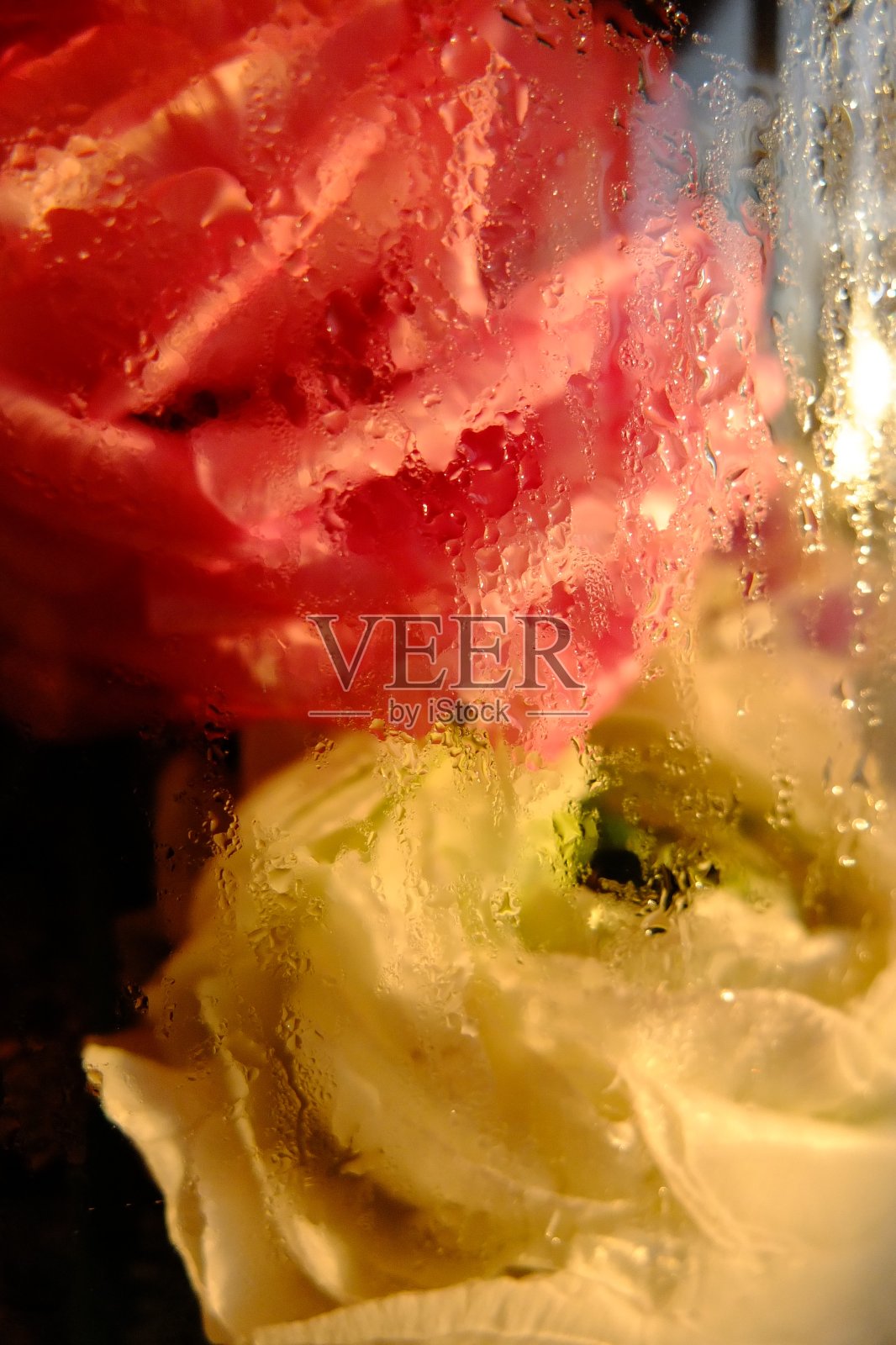 花在玻璃后|花在玻璃后照片摄影图片