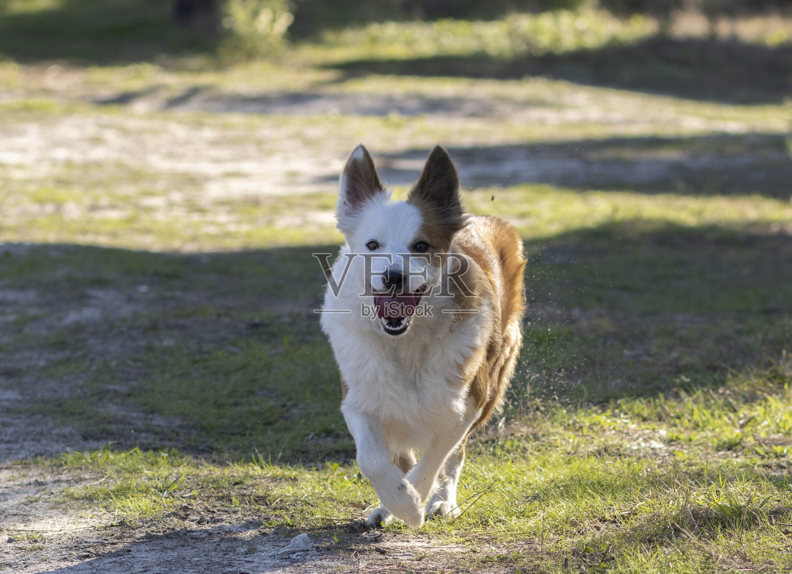 世界上最漂亮的狗照片摄影图片