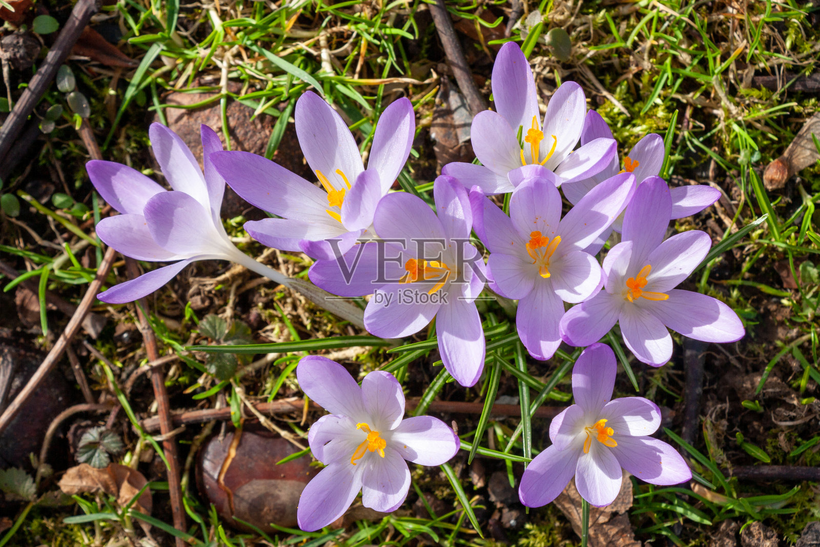 紫色番红花是春天的象征照片摄影图片