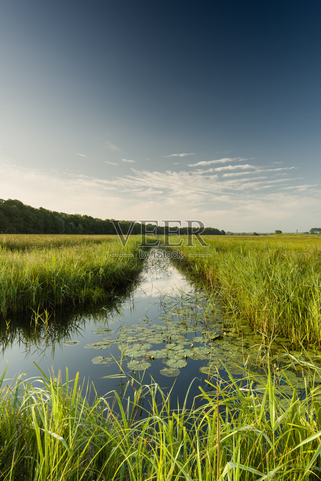 水梅多 i照片摄影图片