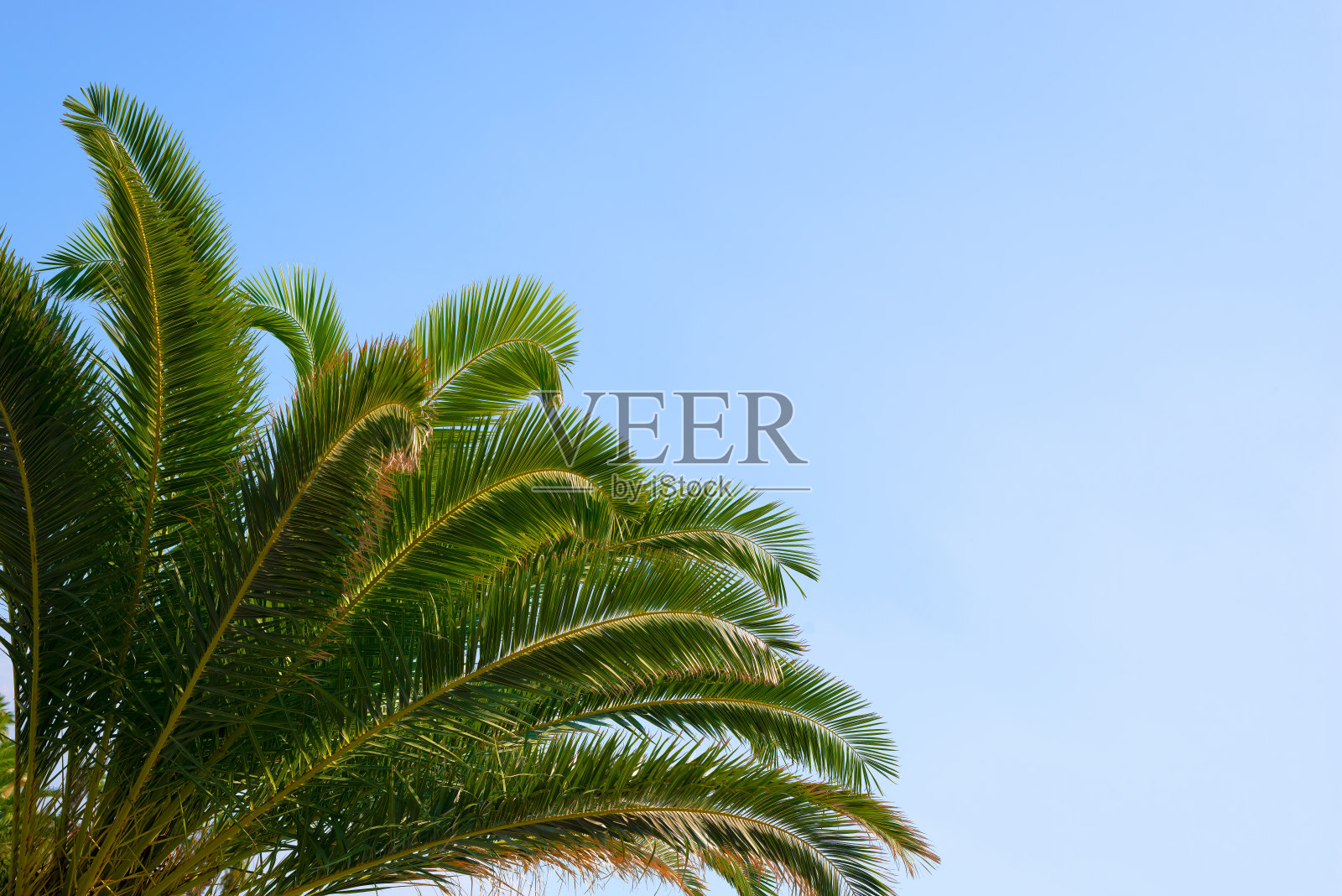 棕榈树的叶子映衬着蓝天照片摄影图片
