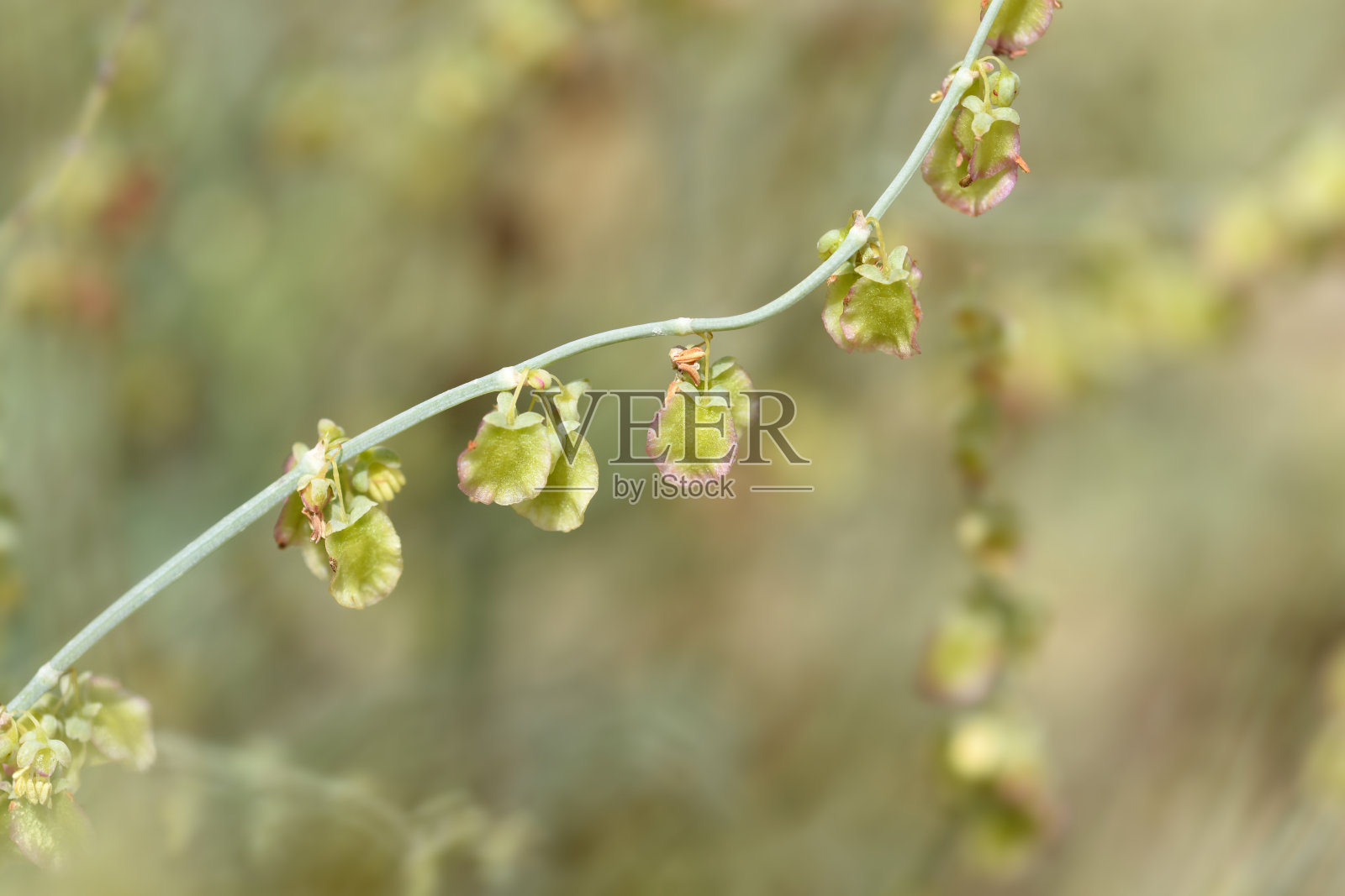 盾码头照片摄影图片