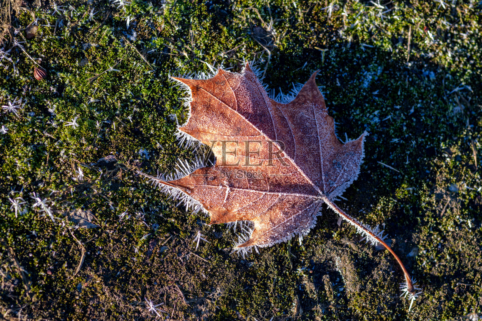 冰冻的叶子照片摄影图片