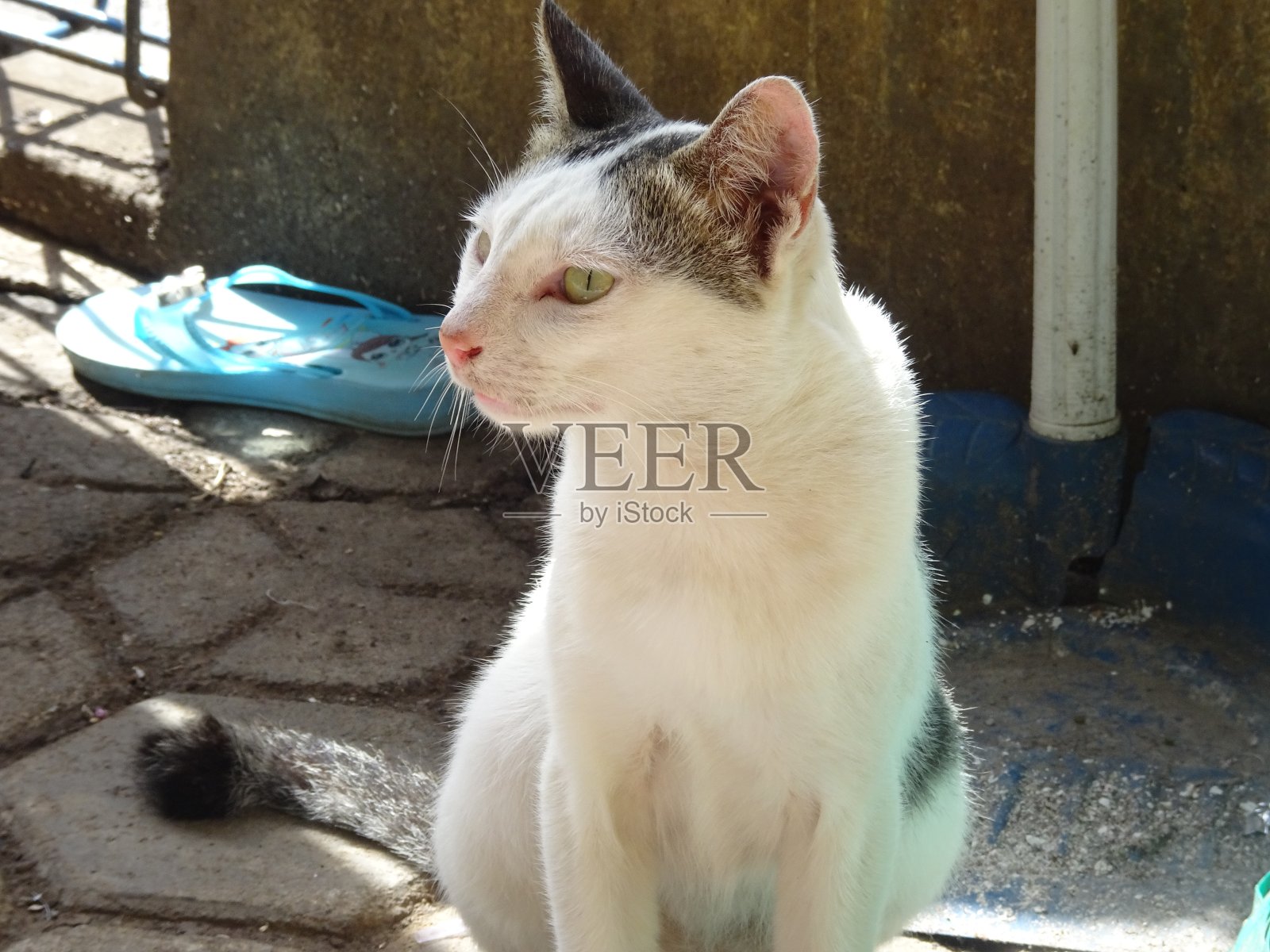 家白猫静静地坐着。照片摄影图片