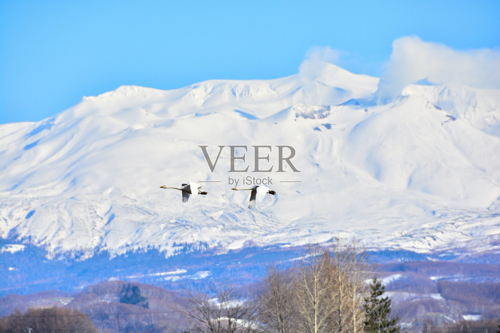 天鹅在白雪皑皑的山峰上飞翔照片摄影图片