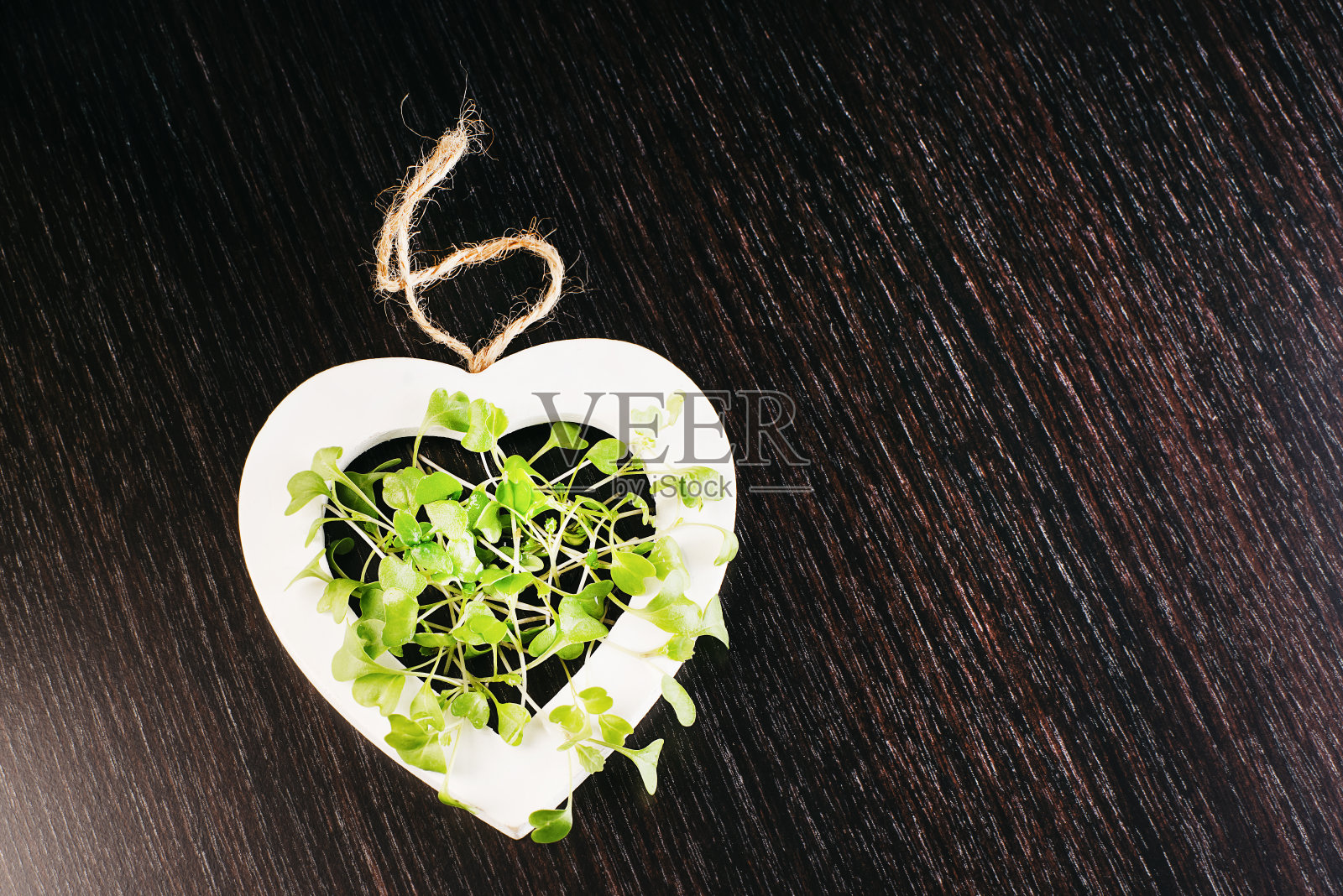 素食理念健康微绿色小茴香芽。微绿色嫩芽在黑色背景上。素食微绿色嫩芽。副本的空间。照片摄影图片