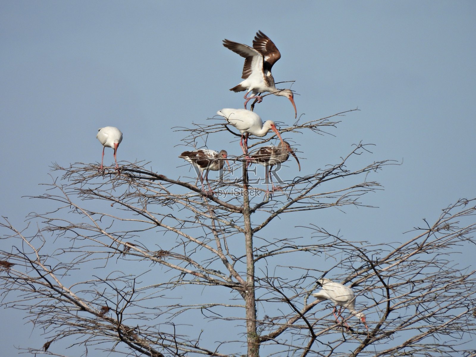 白鹮群栖息在一棵树上照片摄影图片