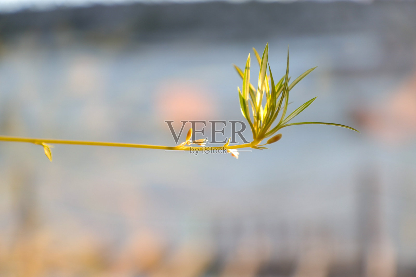 生命的起源照片摄影图片