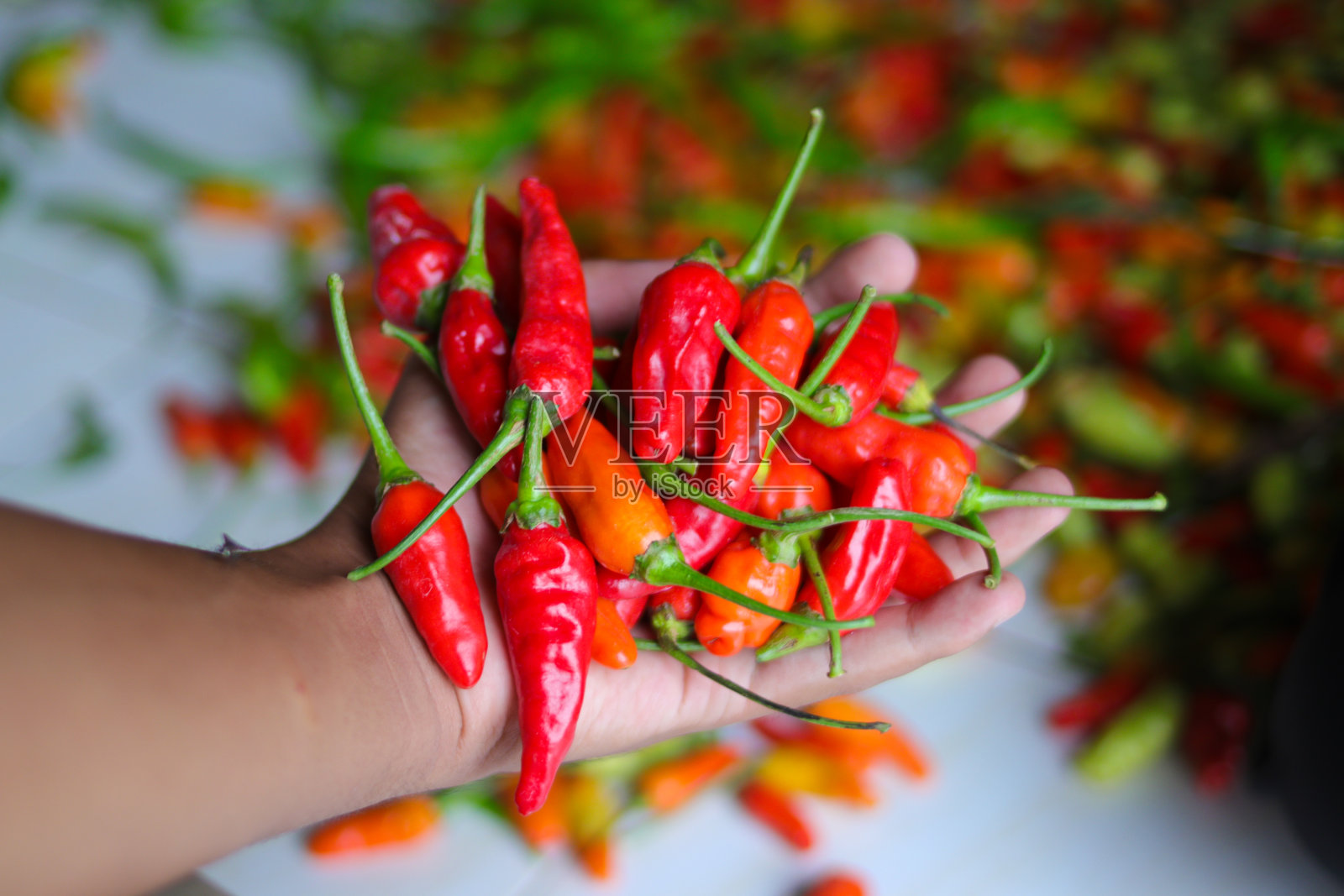 一串小辣椒，或者叫cabai rawit merah，是印尼当地农民刚从花园里收获的照片摄影图片