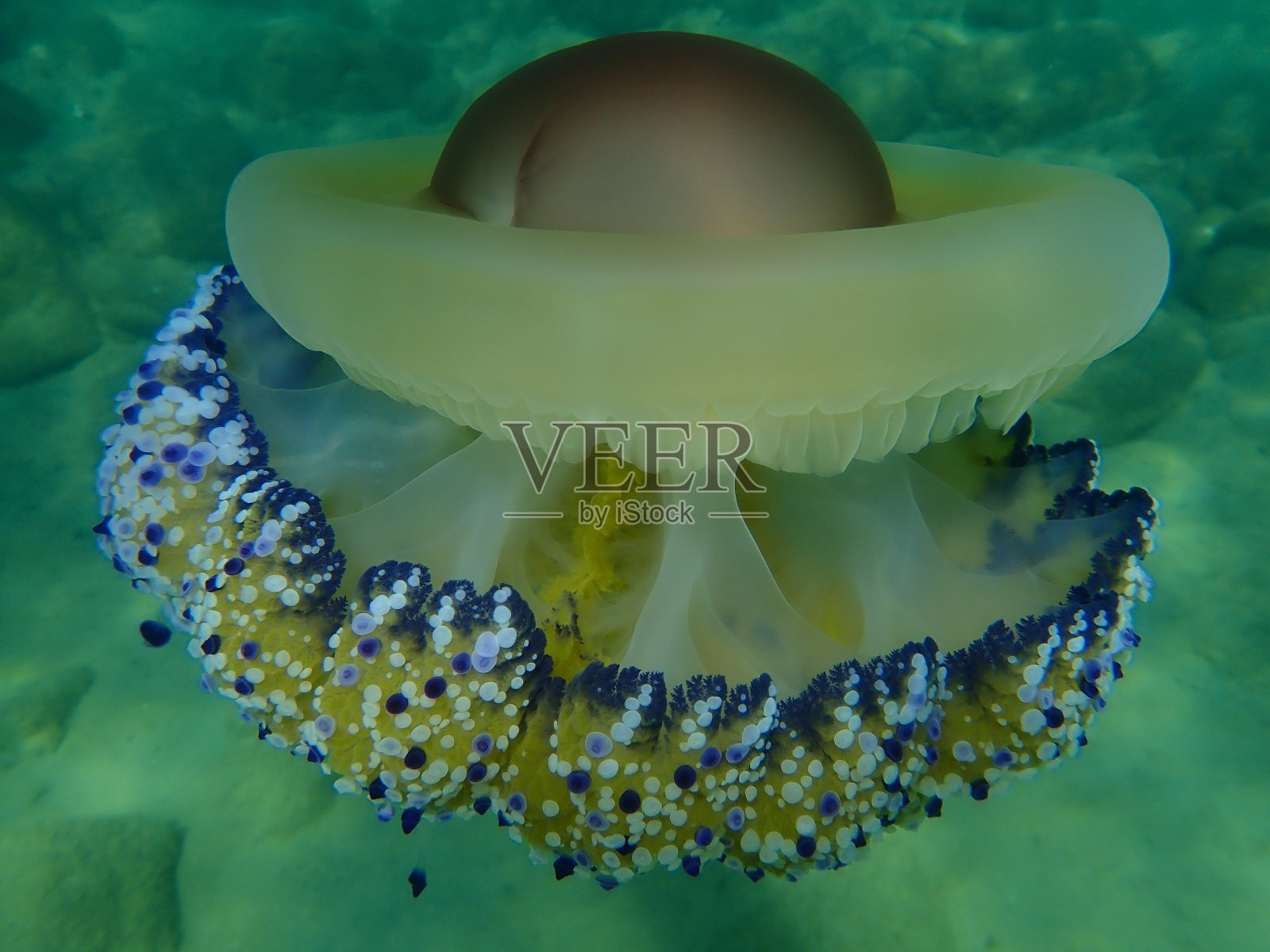 地中海水母或煎蛋水母，地中海果冻(Cotylorhiza tuberculata)海底特写照片摄影图片