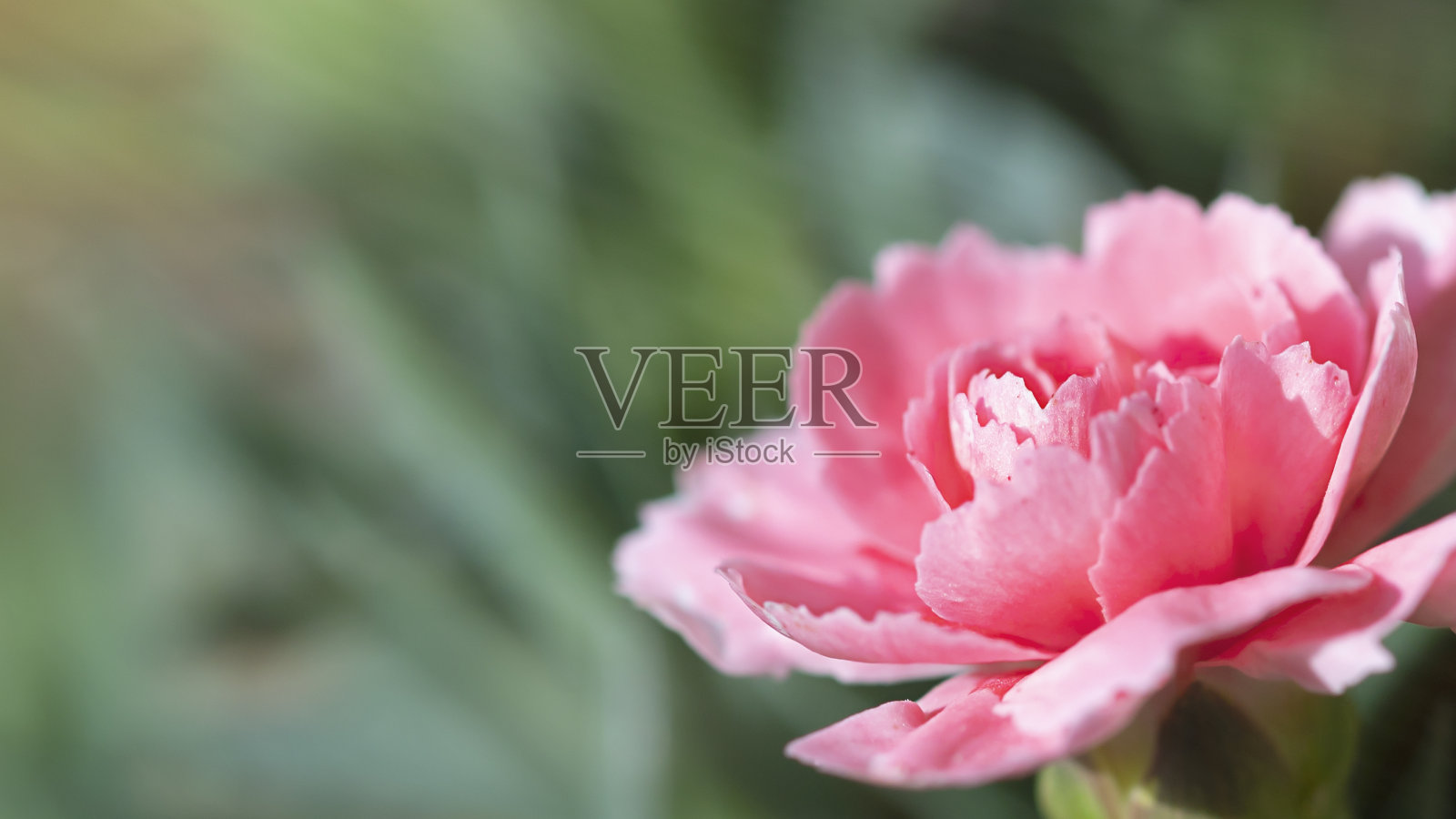 粉红色康乃馨花侧面观照片摄影图片