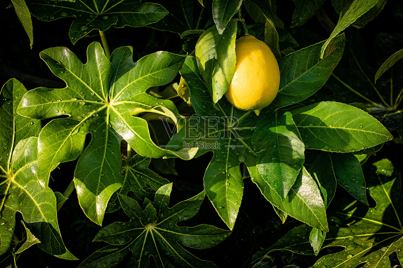 柠檬在叶子照片摄影图片