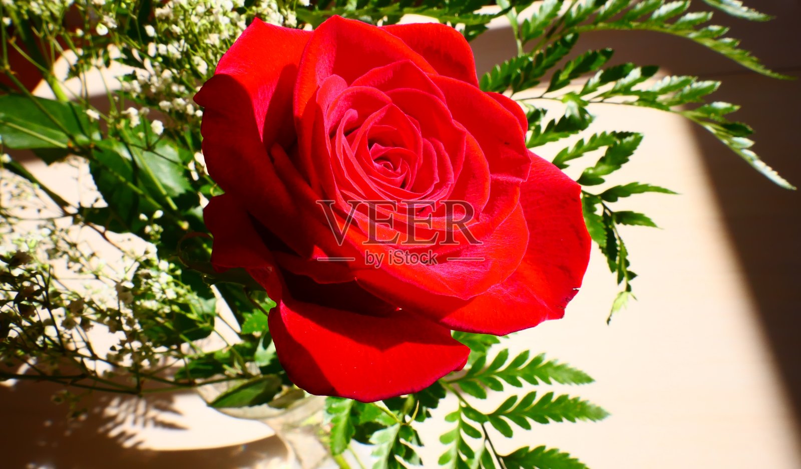 近距离看带叶子的红玫瑰照片摄影图片