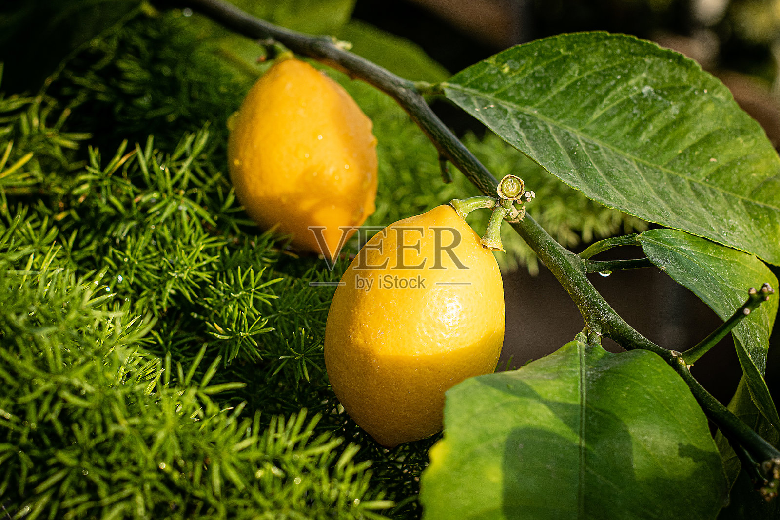 两个柠檬照片摄影图片